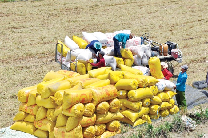 Xuất khẩu gạo vẫn thiếu tính bền vững, do thiếu các vùng liên kết nguyên liệu. Ảnh: Hòa Hội.