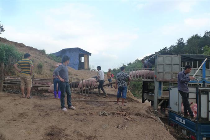 Buôn bán thịt lợn lậu qua biên giới Việt - Trung diễn biến phức tạp. Ảnh: Duy Chiến.
