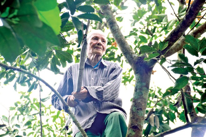 Ðã 90 tuổi, cụ Nguyễn Ngoạn vẫn hàng ngày trèo cây hái trái. Ảnh: Hoài Văn.