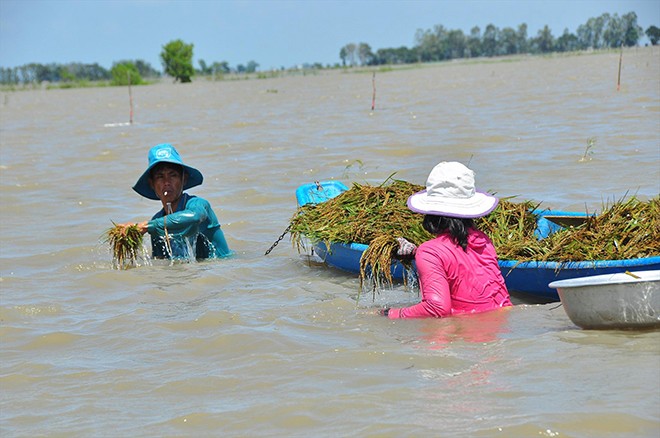 Người dân lặn ngụp mò gặt lúa ở An Giang. ẢNH: HÒA HỘI.
