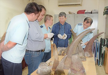 Tang vật 34 kg sừng tê giác vận chuyển từ Nam Phi về Việt Nam bị lực lượng hải quan thu giữ tại Cảng hàng không quốc tế Nội Bài ngày 12/10