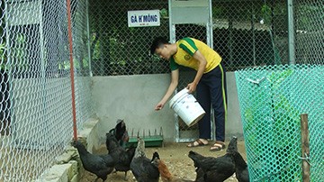 Sinh viên kinh tế Nguyễn Thanh Bình về quê (Yên Bái) khởi nghiệp với trang trại gà đen. Ảnh: T.D.