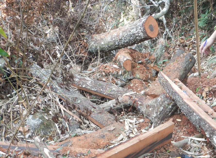 Hiện trường vụ phá rừng gỗ mun trong vùng lõi VQG Phong Nha - Kẻ Bàng 