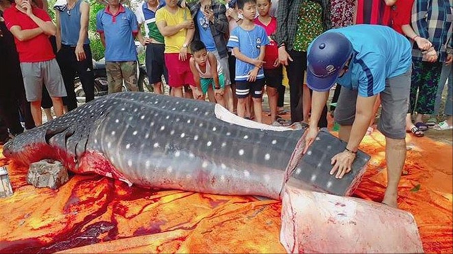 Thanh Hóa: Cá 'khủng' bị cắt khúc là cá nhám voi?