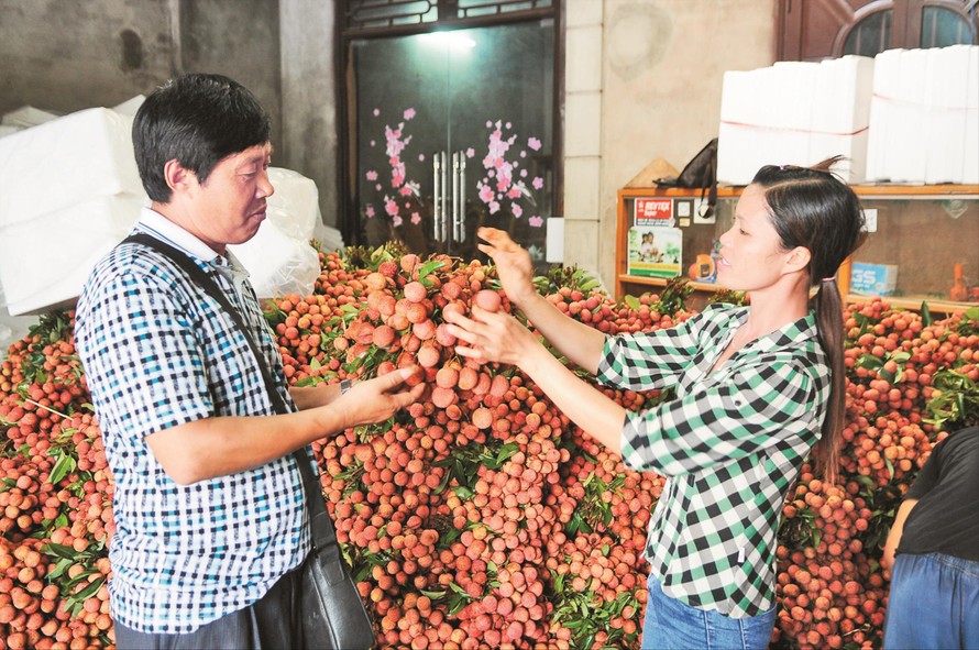 Sản lượng vải thiều Bắc Giang năm 2019 có giảm, nhưng dự báo sẽ giá cao. Ảnh: Bình Phương