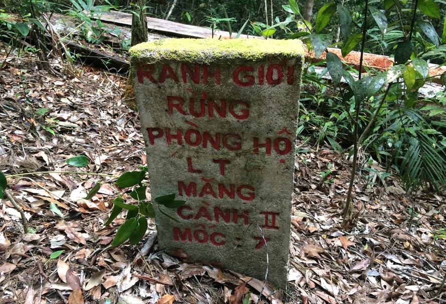 Cách mốc “Ranh giới rừng phòng hộ lâm trường Măng Cành II” 5 mét là một cây hồng tùng bị cắt hạ
