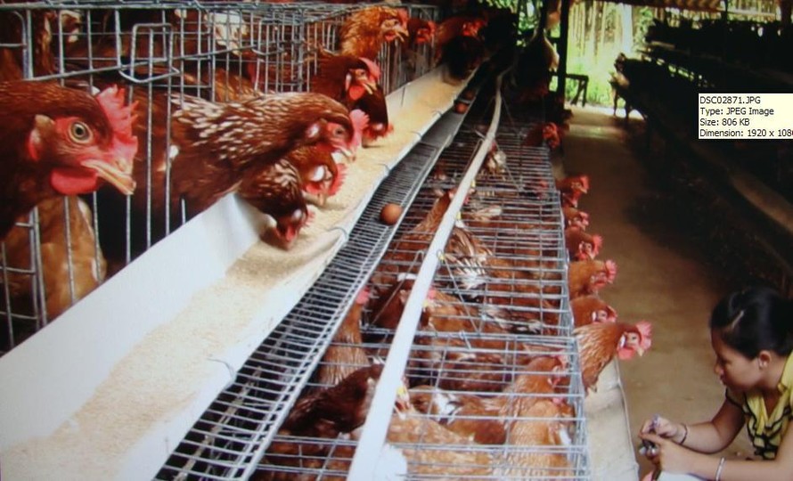 Các trang trại nuôi gà đang lo lắng vì gà ngoại nhập quá nhiều
