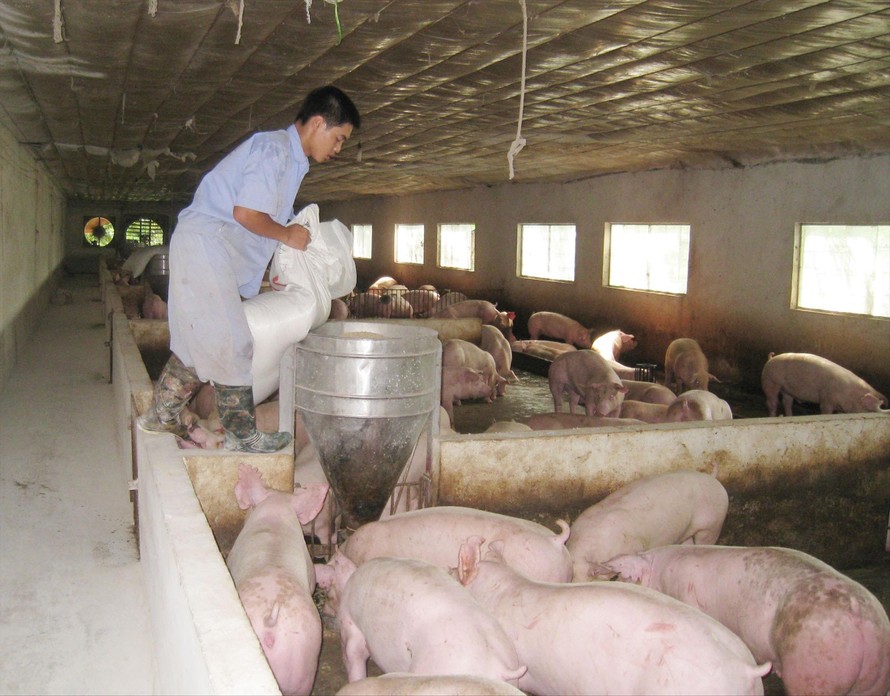 Bộ NN&PTNT yêu cầu kiểm soát xuất khẩu lợn tiểu ngạch nhằm tránh hệ lụy. Ảnh: Bình Phương