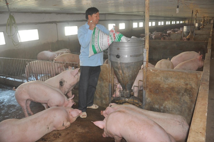 Bộ trưởng NN&PTNT Nguyễn Xuân Cường cảnh báo và đề nghị các doanh nghiệp đầu ngành chăn nuôi giảm giá lợn trong tuần tới Ảnh: Bình Phương 