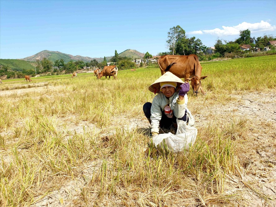 Bà H’ Nghen Niê (buôn Phung xã Cư Pui) cho bò ăn cả 5 sào lúa
