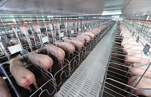 Nhiều doanh nghiệp trong ngành chăn nuôi lợn đang lãi lớn (ảnh minh họa) 