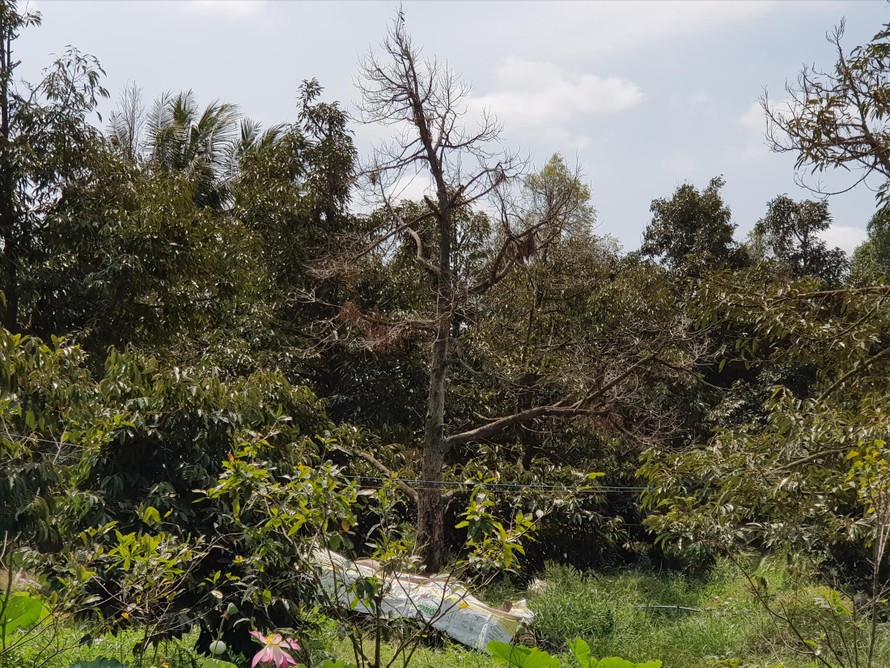 Mùa khô 2019-2020, vùng ĐBSCL có gần 10.000ha sầu riêng bị ảnh hưởng. Ảnh: CẢNH KỲ