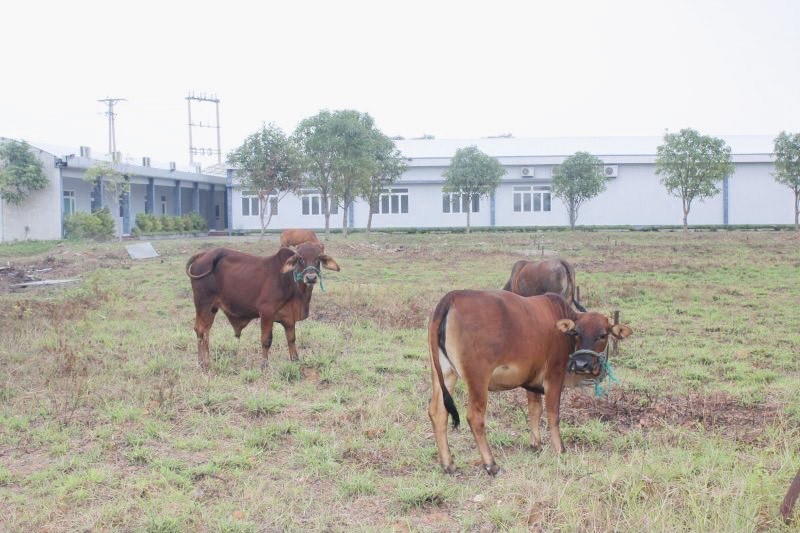 Dự án Bệnh viện Đa khoa Ngọc Linh trở thành nơi chăn thả trâu bò sau nhiều năm “đắp chiếu”