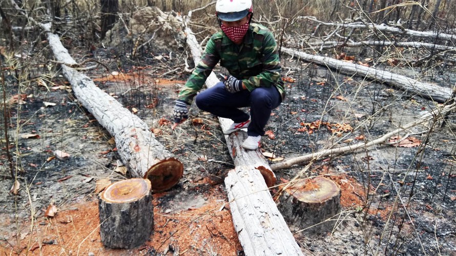 Rừng huyện Ea Súp bị tàn phá 