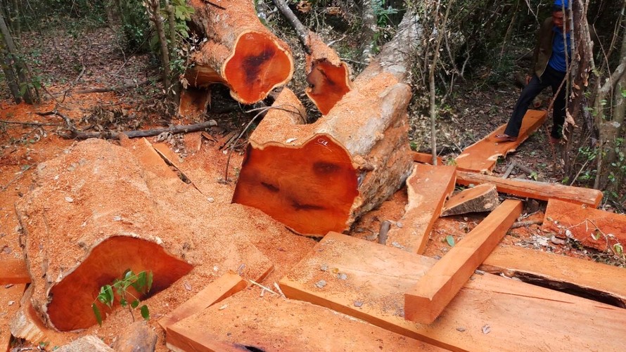 23 cây gỗ quý đã bị cưa hạ, xẻ gỗ