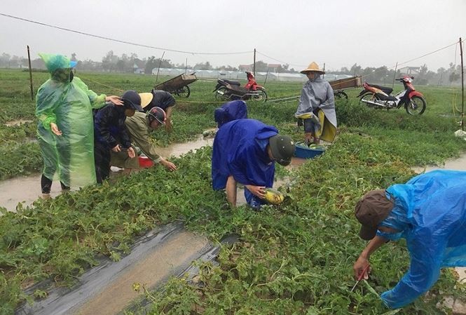 Thanh niên tình nguyện xuống ruộng thu hoạch dưa chạy bão giúp nông dân.