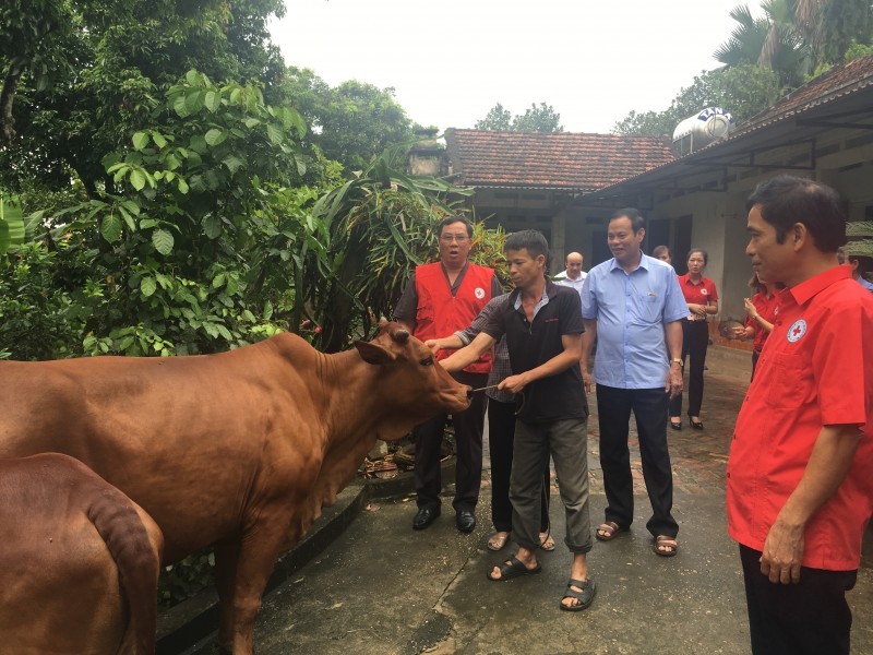 Trao tặng bò giống tới hộ dân có hoàn cảnh khó khăn huyện Phù Ninh, tỉnh Phú Thọ