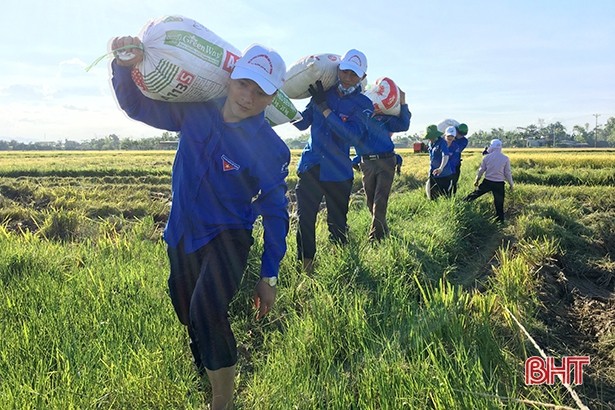 BẢN TIN TÌNH NGUYỆN: Thanh niên tình nguyện giúp dân thu hoạch lúa
