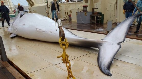 Từ năm sau, Nhật Bản sẽ tiến hành các hoạt động săn bắt cá voi, vốn gây tranh cãi trong cộng đồng quốc tế