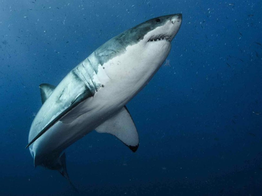 Bộ gen của loài cá mập trắng có cơ chế đặc biệt để tự chữa bệnh. Các nhà khoa học đang nghiên cứu để giúp ngăn ngừa và chữa trị các căn bệnh nan y của loài người