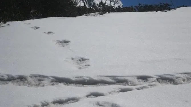 Hình ảnh dấu chân được cho là của Người tuyết được các nhà leo núi Ấn Độ ghi nhận