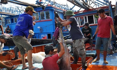 12000 lao động Việt làm việc trên tàu cá nước ngoài lương nghìn USD/tháng