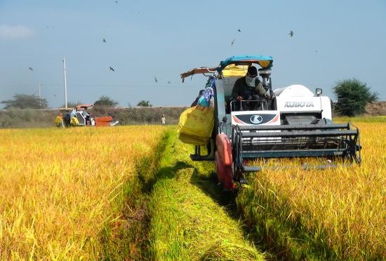 Giá lúa giảm mạnh giữa mùa thu hoạch, đề xuất Chính phủ mua tạm trữ hỗ trợ nông dân