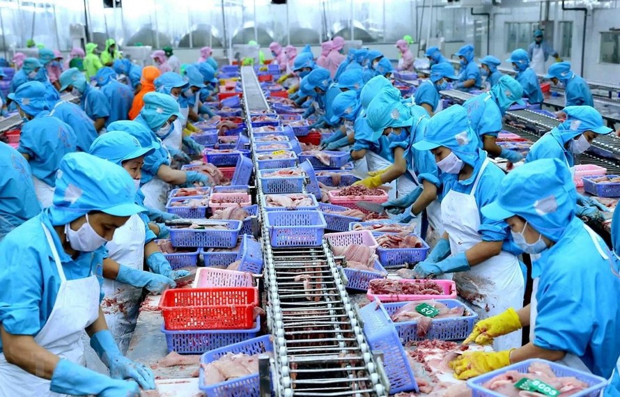 Cảnh báo nguy cơ thủy sản Việt Nam thiệt hại 480 triệu USD mỗi năm vì 'thẻ đỏ'