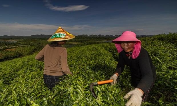 Nông dân làm việc ngoài đồng ruộng ở vùng nông thôn Trung Quốc