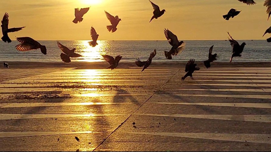 Bầy chim câu bên biển Đà Nẵng 7 ngày phong tỏa. Ảnh: Tr.T