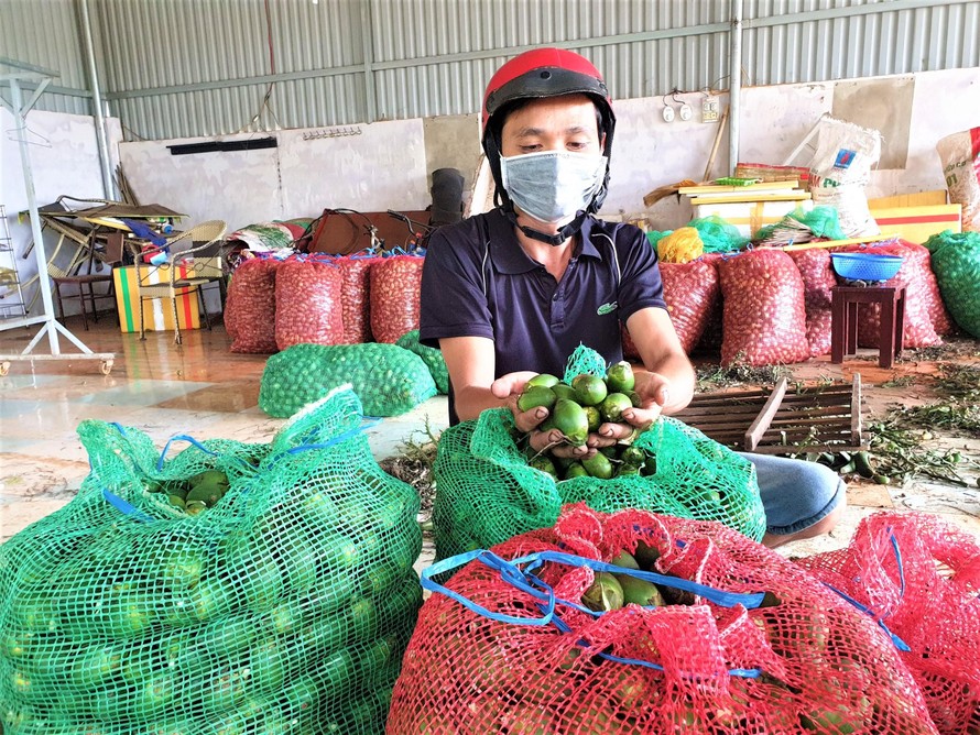 Một đại lý ở Đắk Lắk thu mua hàng trăm tấn cau tươi mỗi năm