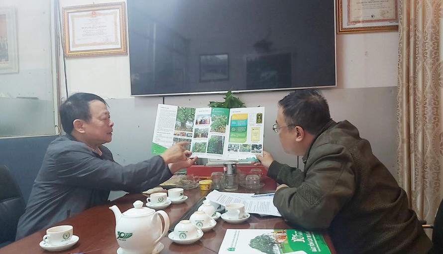 Ông Phùng Quang Chính (trái) trao đổi với phóng viên về cây di sản. Ảnh: Võ Hóa
