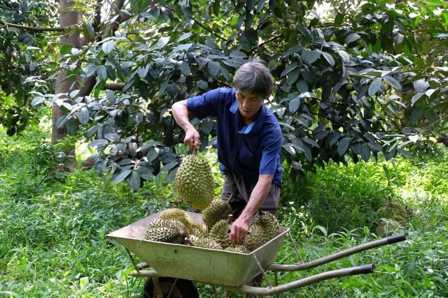 Nhà vườn sầu riêng ở huyện Cẩm Mỹ, tỉnh Đồng Nai đang gặp khó khăn về thị trường tiêu thụ. Ảnh: Mạnh Thắng