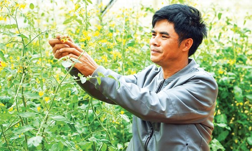 Anh Nguyễn Quốc Thắng trong trang trại rau ở Lâm Đồng