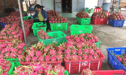 Sản lượng thanh long ở Bình Thuận và một số địa phương năm nay tăng đột biến khiến giá rớt thê thảm. Ảnh: CTV