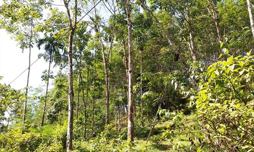 Nhiều cánh rừng cao su tại vùng núi TT-Huế đứng trước nguy cơ bị xóa sổ để thay bằng cây trồng khác do kém hiệu quả 