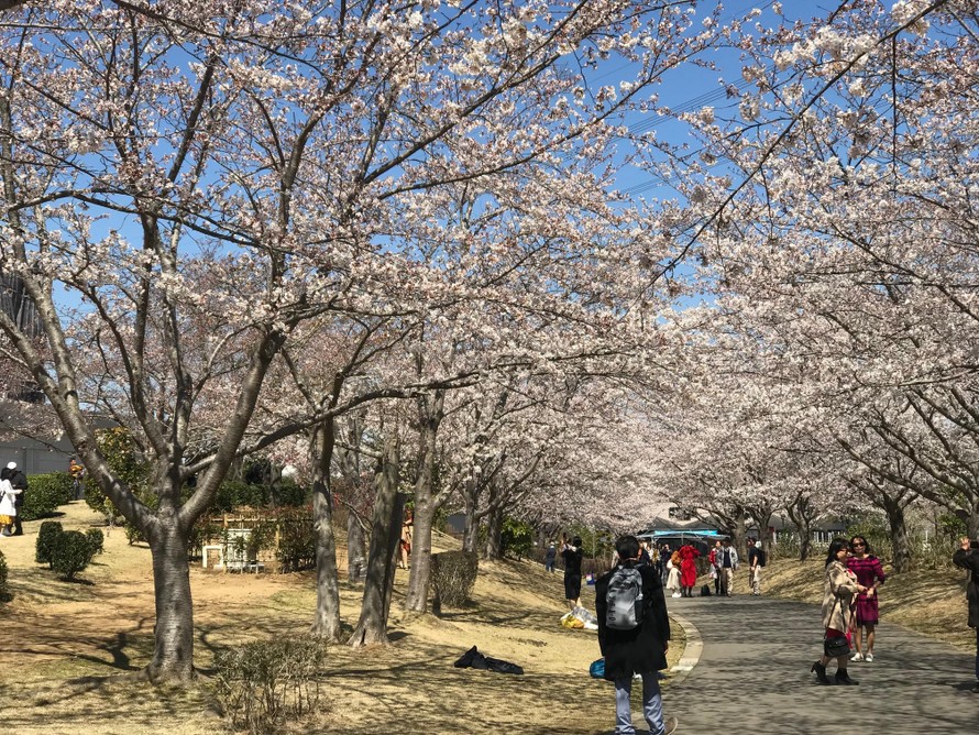 Con đường hoa anh đào sau tượng Phật Ushiku Daibutsu, tỉnh Ibaraki