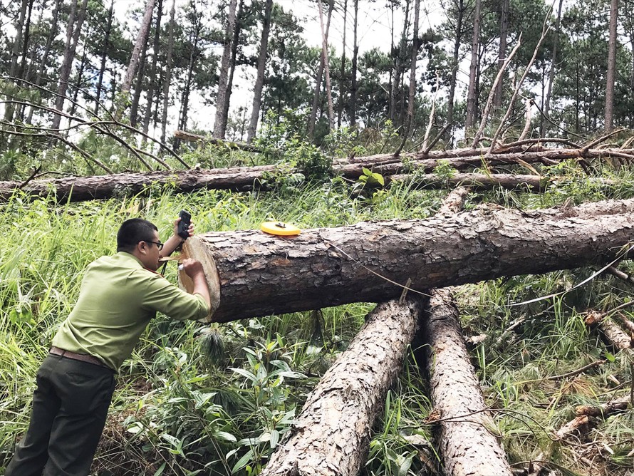Ghi nhận hiện trường vụ phá rừng Nam Ban, Lâm Hà