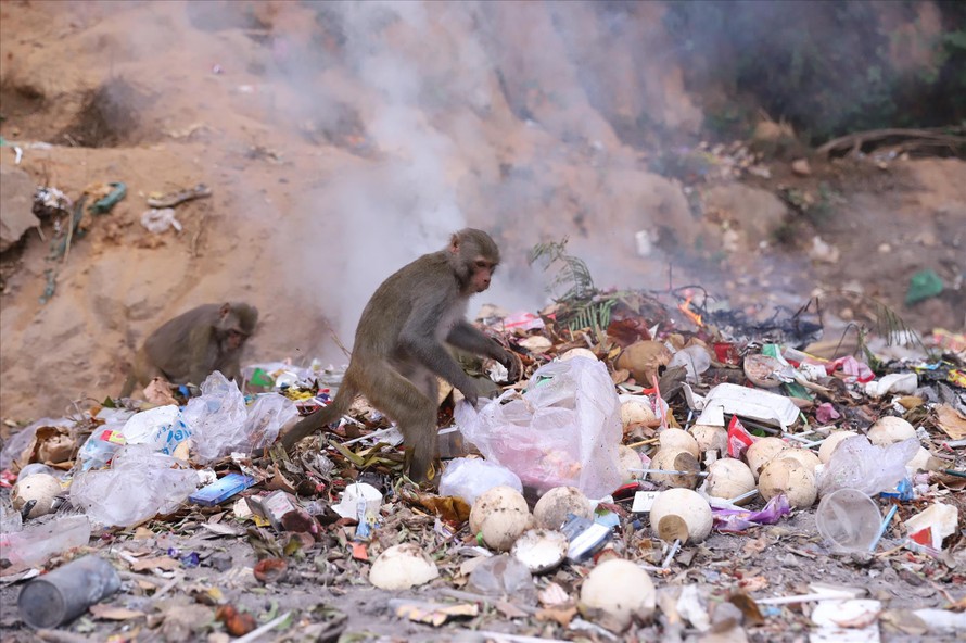 Khỉ Sơn Trà đào bới thức ăn ở bãi rác cạnh chùa Linh Ứng. Ảnh: N.T