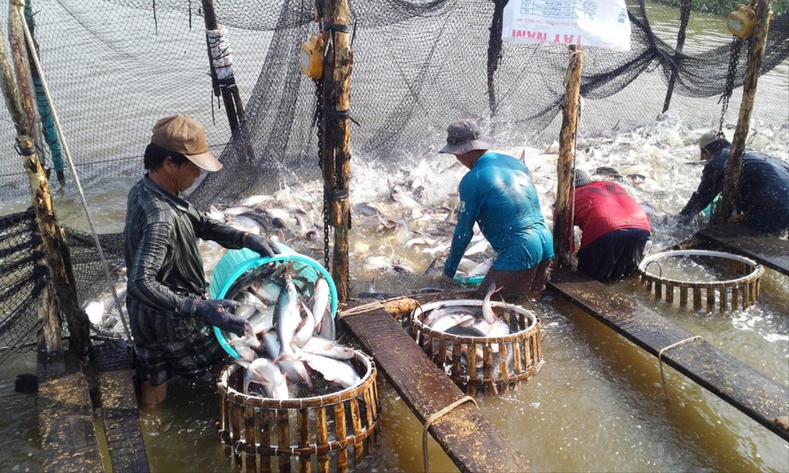 Người nuôi cá tra của Việt Nam đang phải cạnh tranh khốc liệt với các đối thủ mới từ Ấn Độ, Bangladesh, Trung Quốc. Ảnh: Bình Phương 