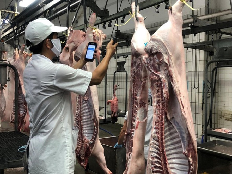 Nguồn thịt lợn cung cấp ra thị trường hiện nay chủ yếu từ các công ty chăn nuôi lớn
