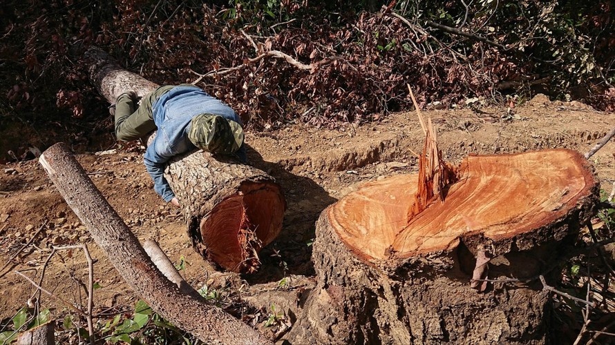 Một cây gỗ lớn ở tiểu khu 22 bị đốn hạ