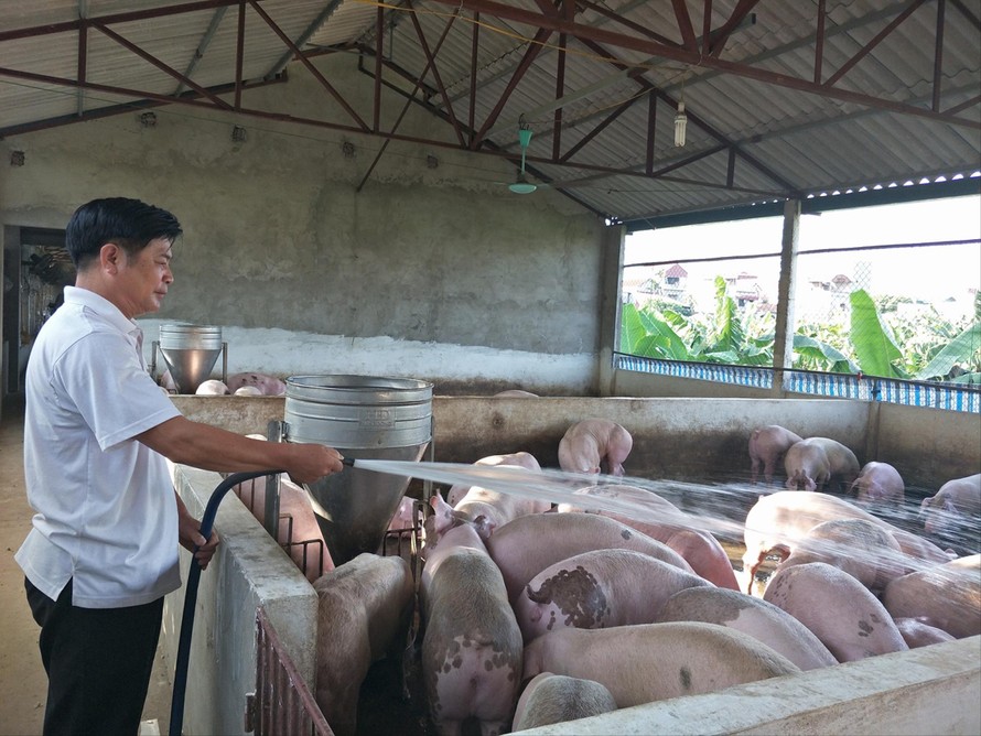 Giá lợn xuống mức 74.000-75.000 đồng/kg được xem là hợp lý trong dịp này. Ảnh: Bình Phương 