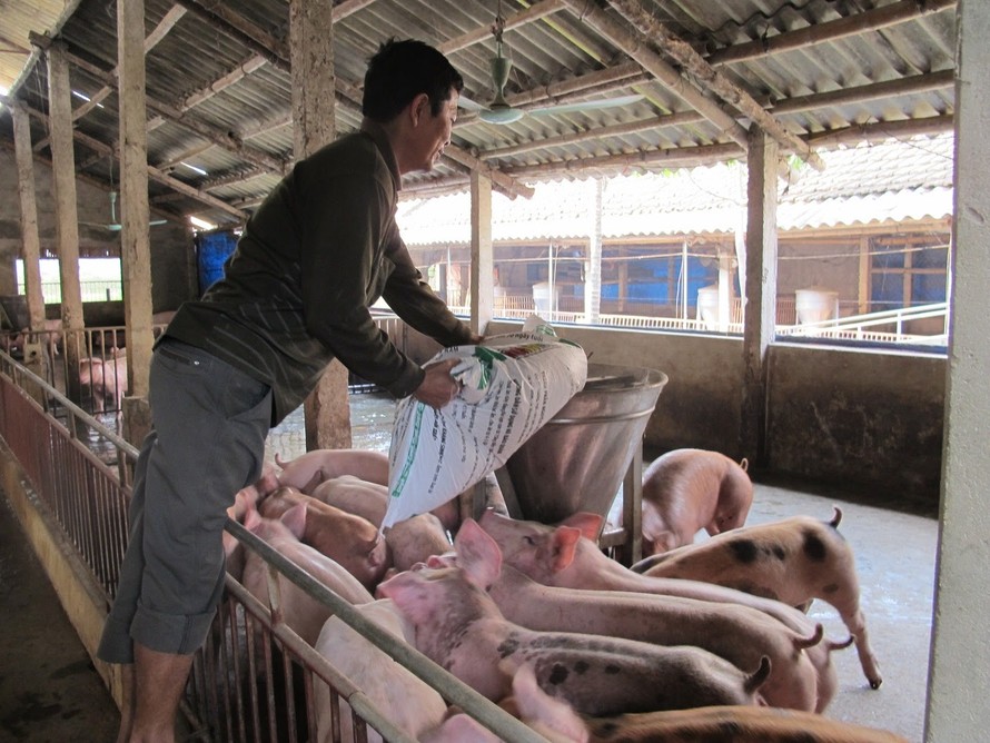 Các doanh nghiệp chăn nuôi lớn nên “nhả” con giống, thức ăn chăn nuôi với giá hợp lý cho các hộ chăn nuôi, trang trại, HTX