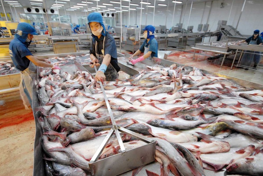 Doanh nghiệp chế biến cá xuất khẩu ở An Giang. Ảnh: hồng vĩnh
