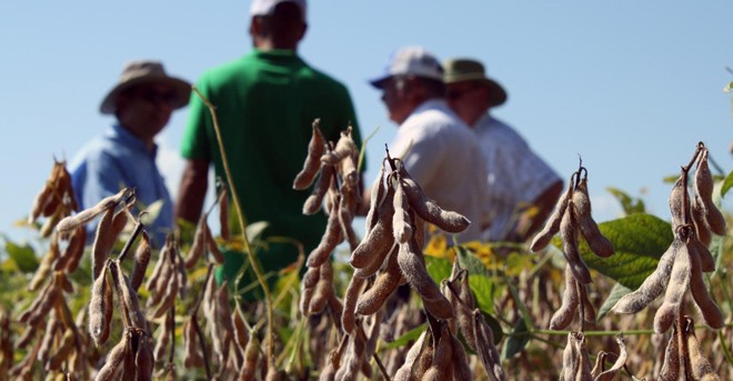 Quan hệ Mỹ-Trung cải thiện là tin mừng đối với nông dân trồng đậu tương Mỹ. ảnh: southeastfarmpress.com