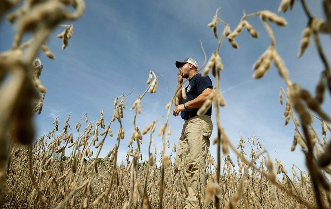 Một nông dân trồng đậu tương ở bang Illinois, Mỹ. ảnh: Reuters