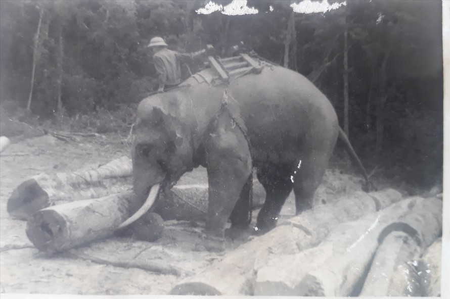 Hiện ở Lâm trường Trường Sơn (Quảng Bình) vẫn còn một chú voi chuyên làm nhiệm vụ khai thác gỗ, mọi người cho rằng đó là hậu duệ của Bạc Nòi