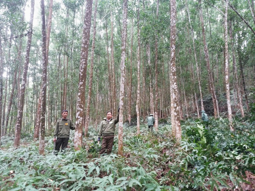 Mô hình chuyển đổi trồng rừng gỗ lớn của Công TNHH MTV Lâm nghiệp Yên Thế, Bắc Giang.Ảnh: Đại Tiến 