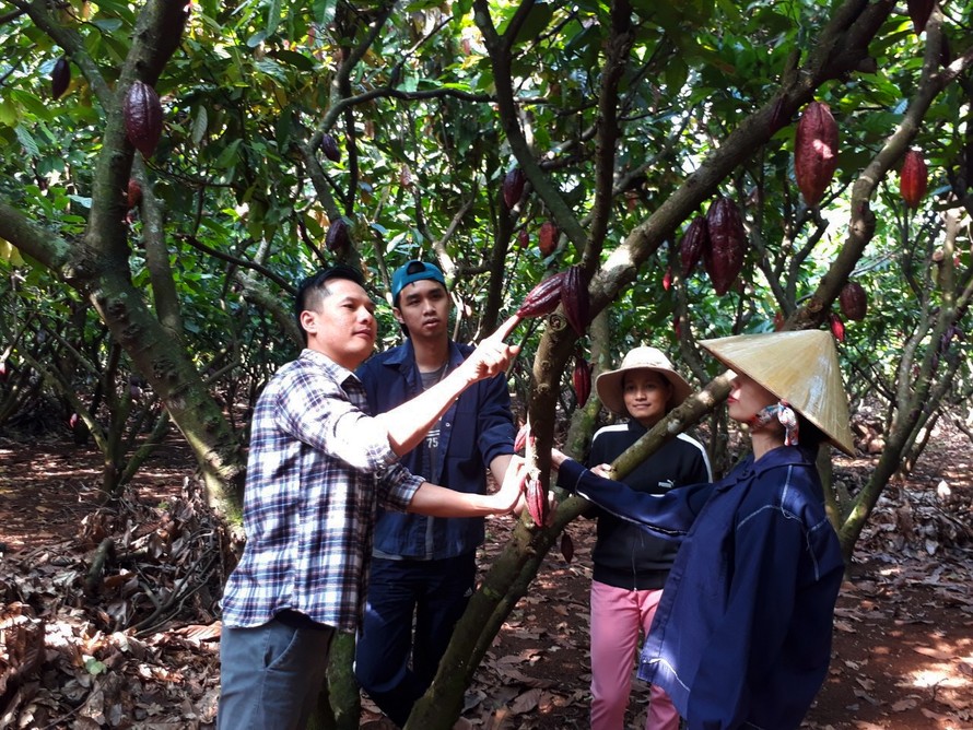 Trương Ngọc Quang hướng dẫn nông dân chăm sóc cacao. Ảnh: H.T.N